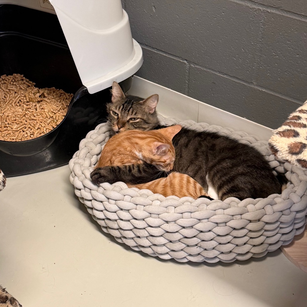 Atlas *Bonded with Dakota* - Costa Mesa Location, photo 8