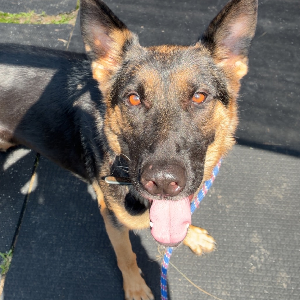 EVE - Shepherd / German available for adoption