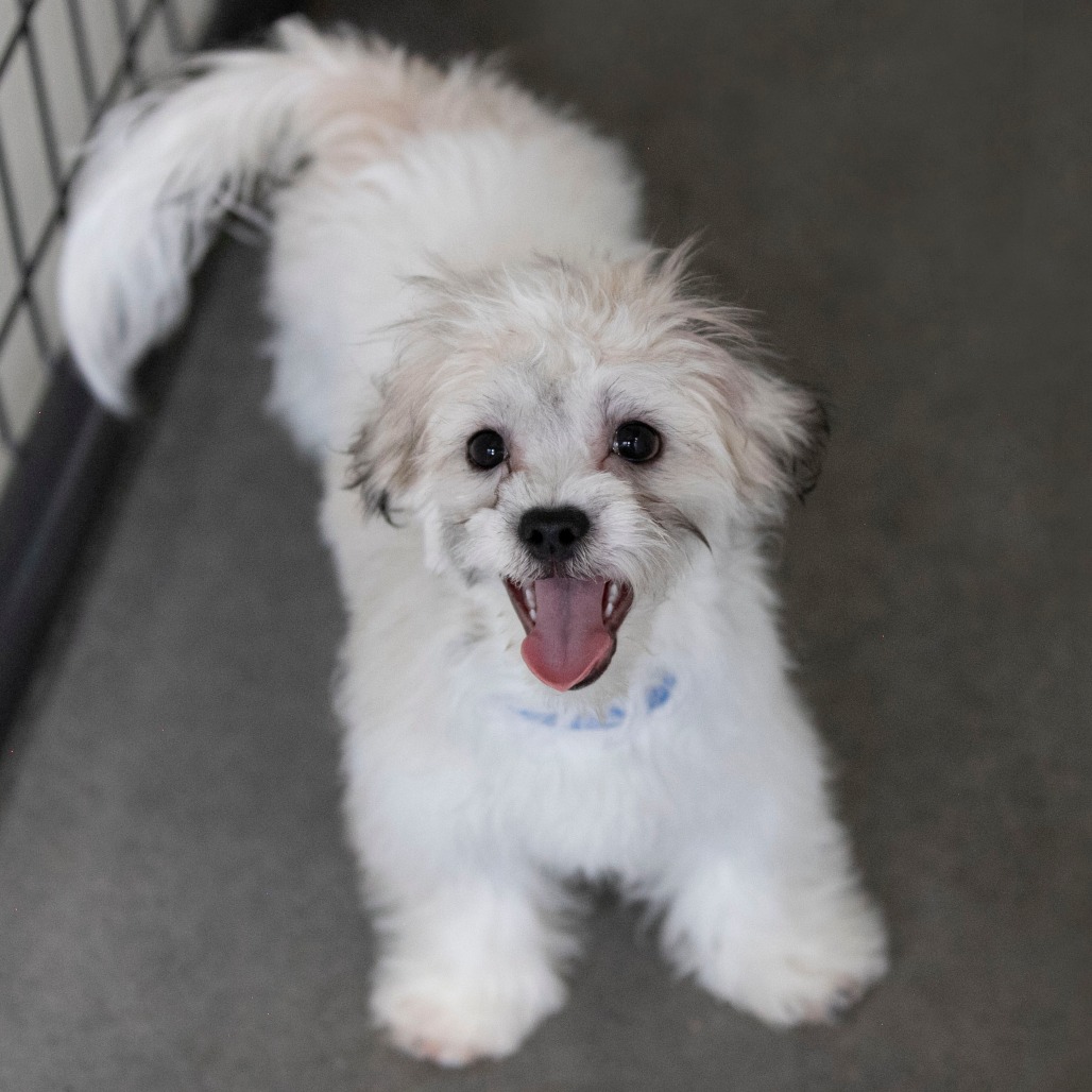JACK (AG26-184) - Shih Tzu / Bichon Frise available for adoption