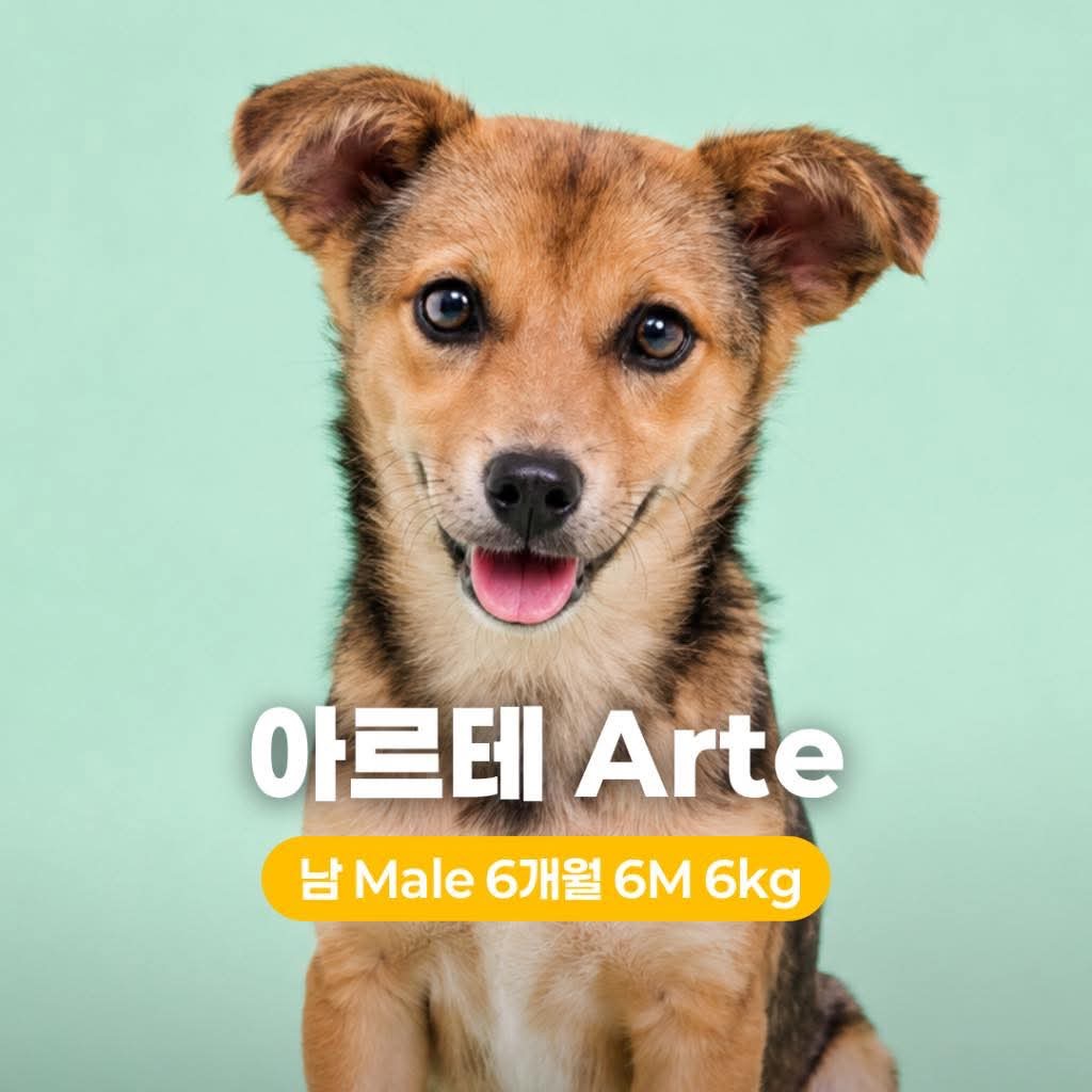 Korean Jindo