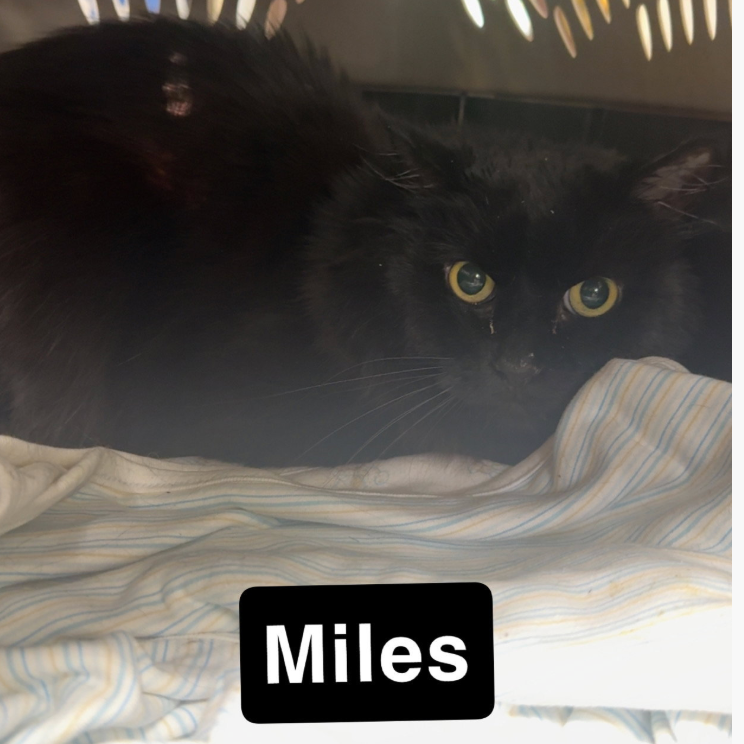 Miles, available for adoption
