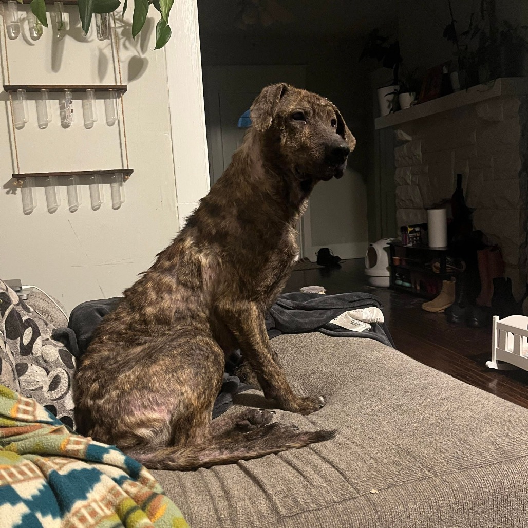 “Lexi” Electra (aka Chew-Chee), photo 2
