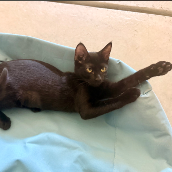 Lexi Kitty, photo 4