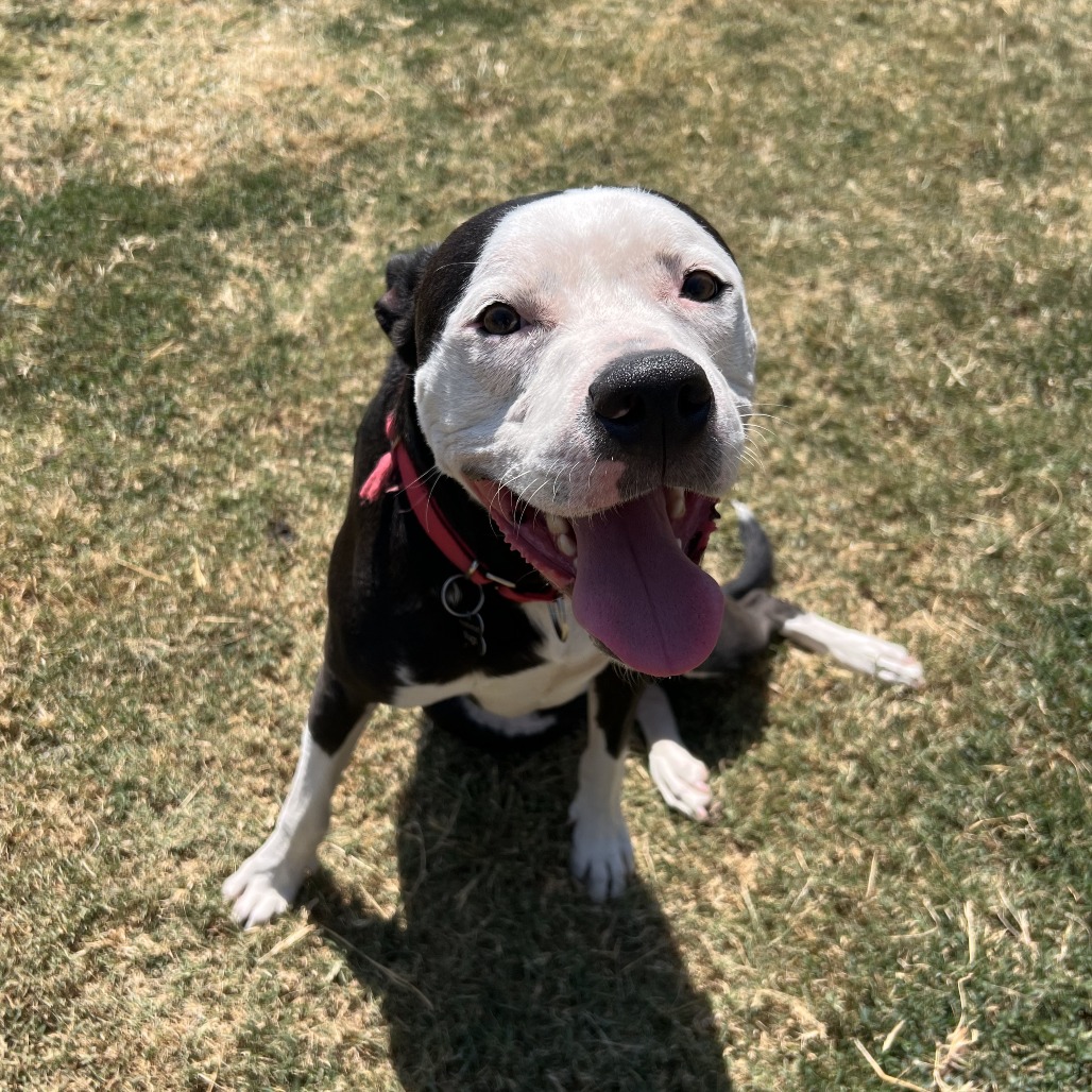 Photo of Tux (Silko)