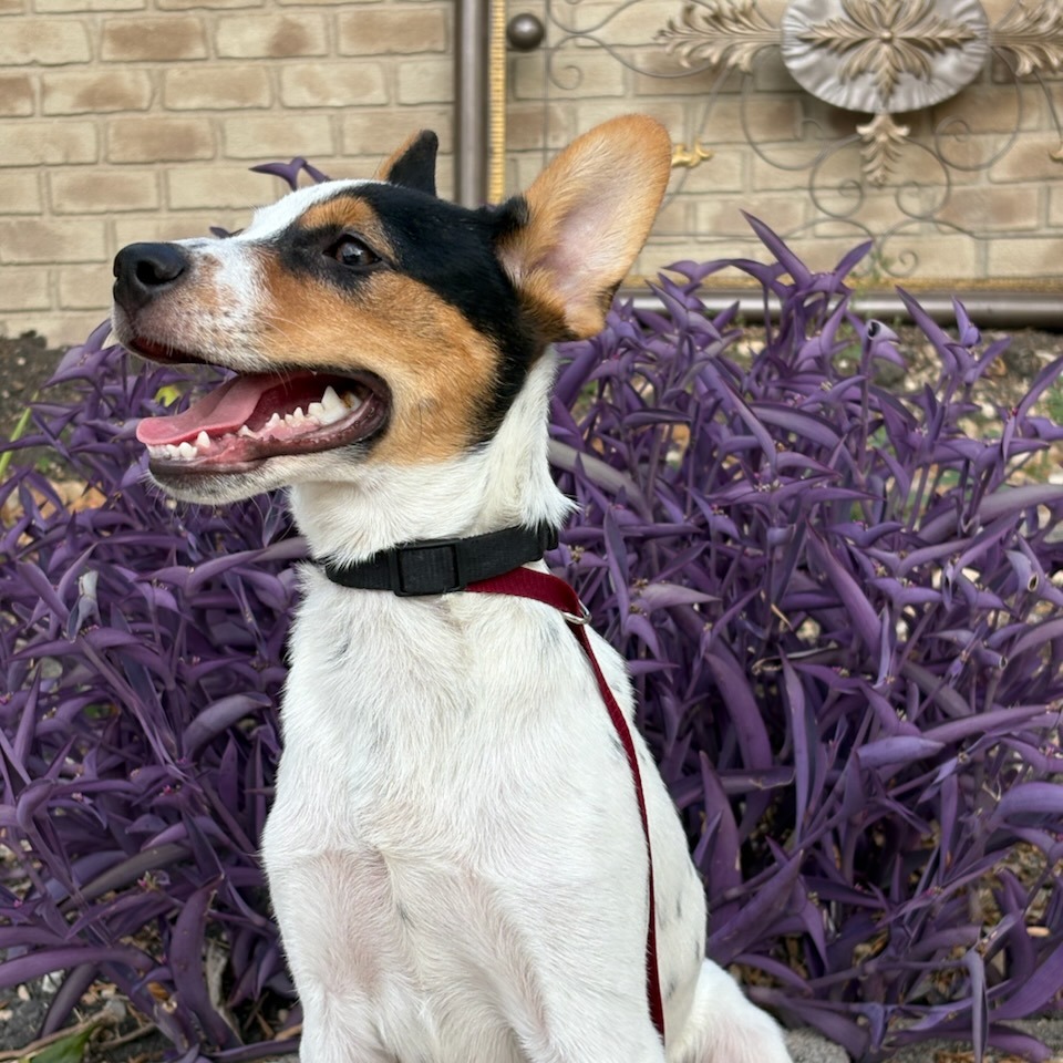Baxter, photo 15