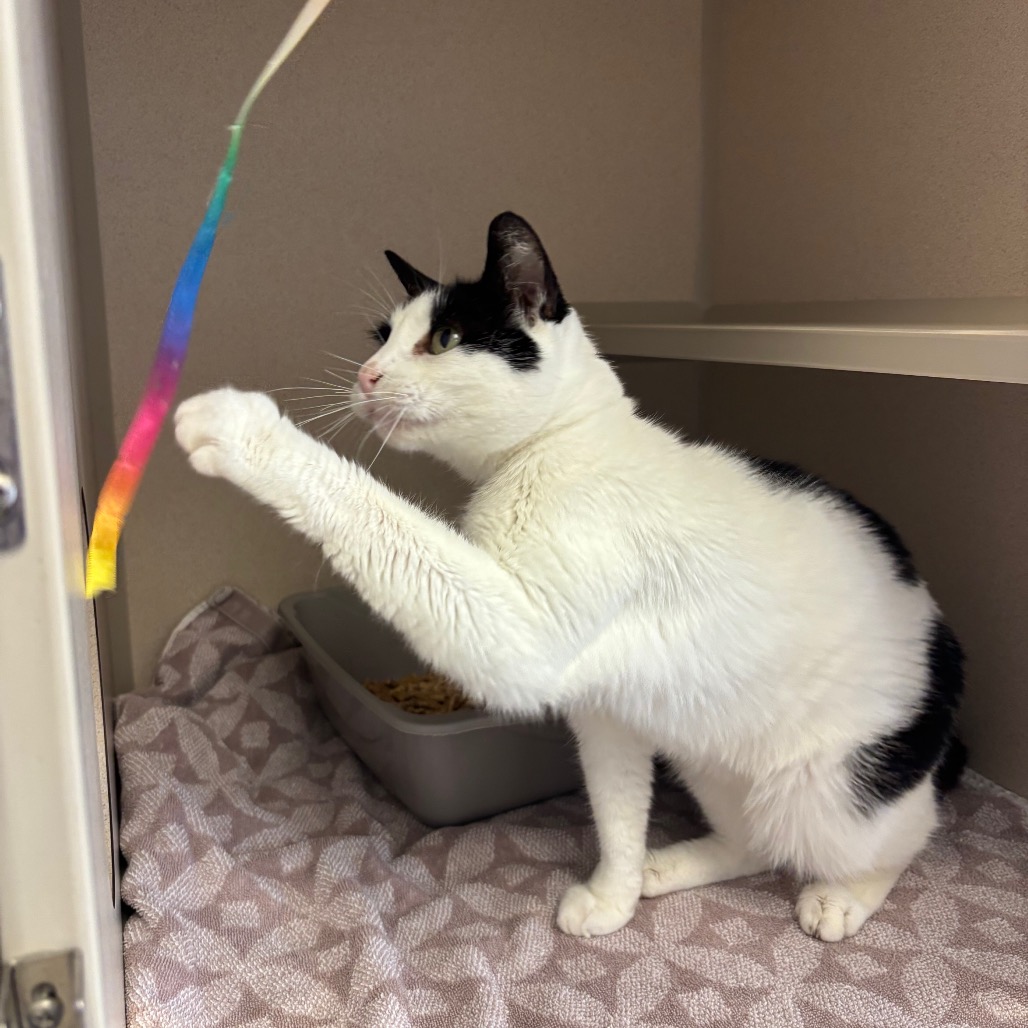 Leo - Domestic Shorthair