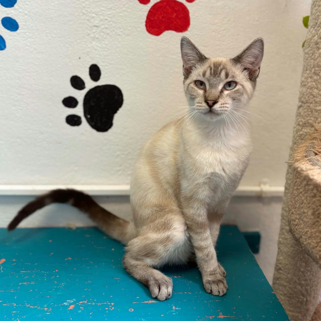 ANTONY - Domestic Shorthair / Siamese available for adoption