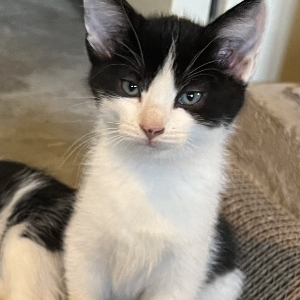 Dottie, photo 2