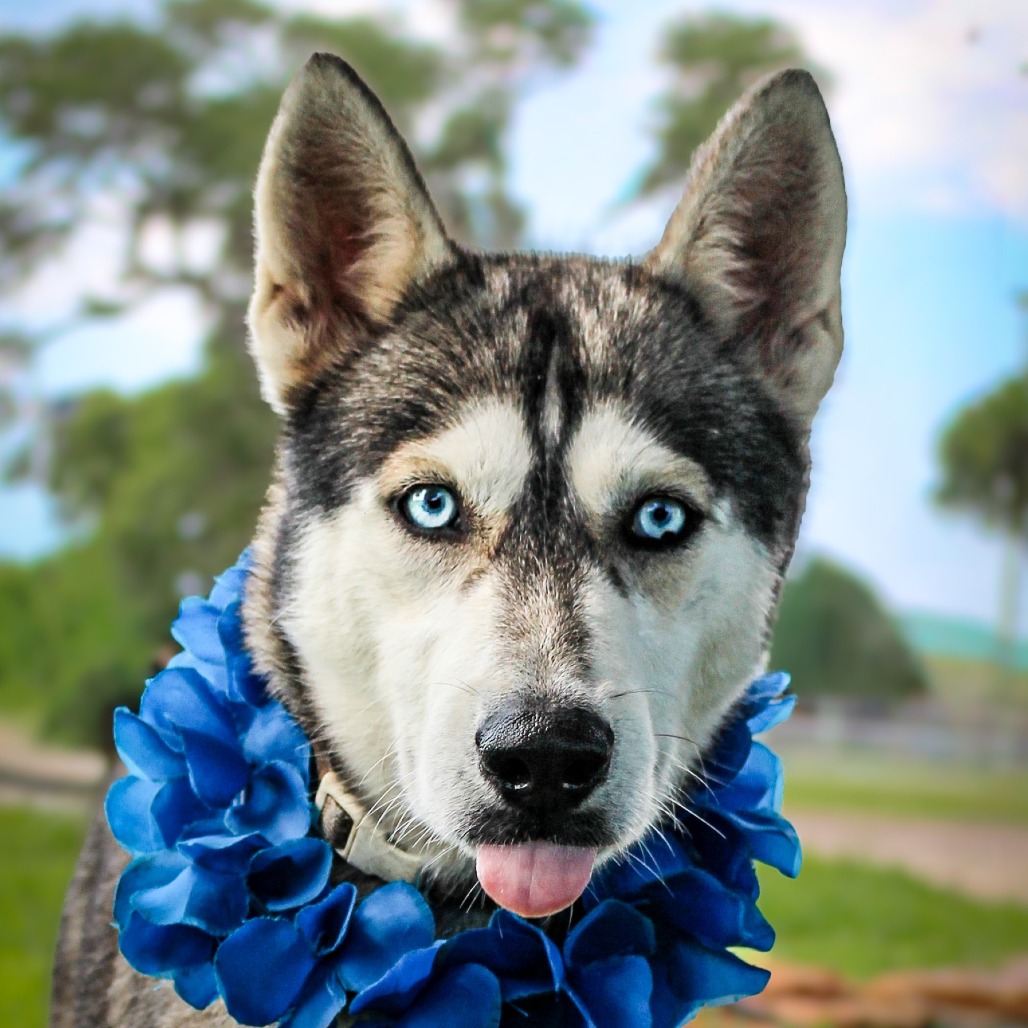 Forest , an adoptable dog at SPCA-BC