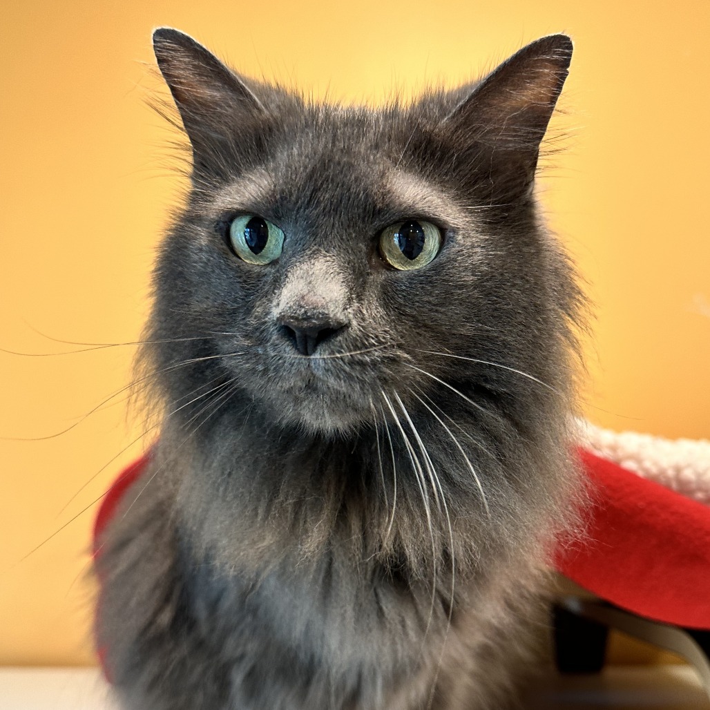 MR. FLOOF - Domestic Longhair available for adoption