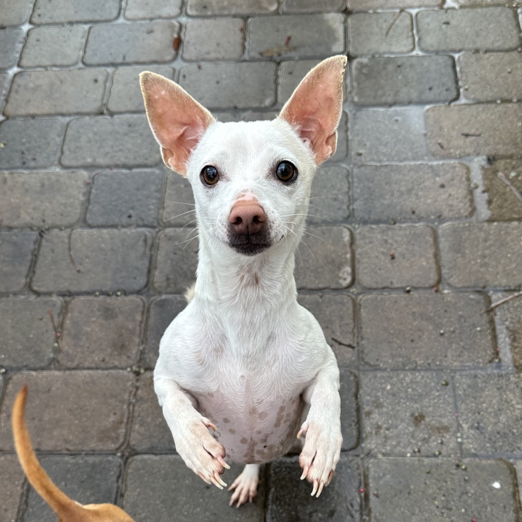 Opal — thumbnail 5