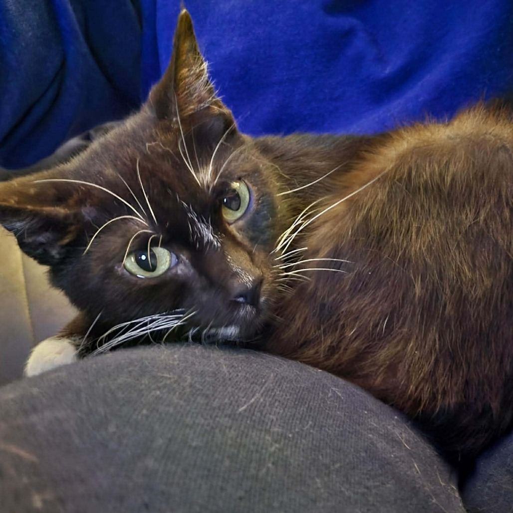 ZEKE - Domestic Shorthair available for adoption