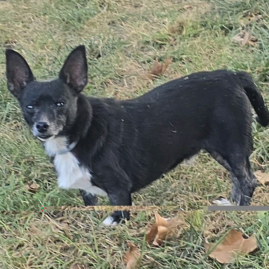 Houdini, photo 4