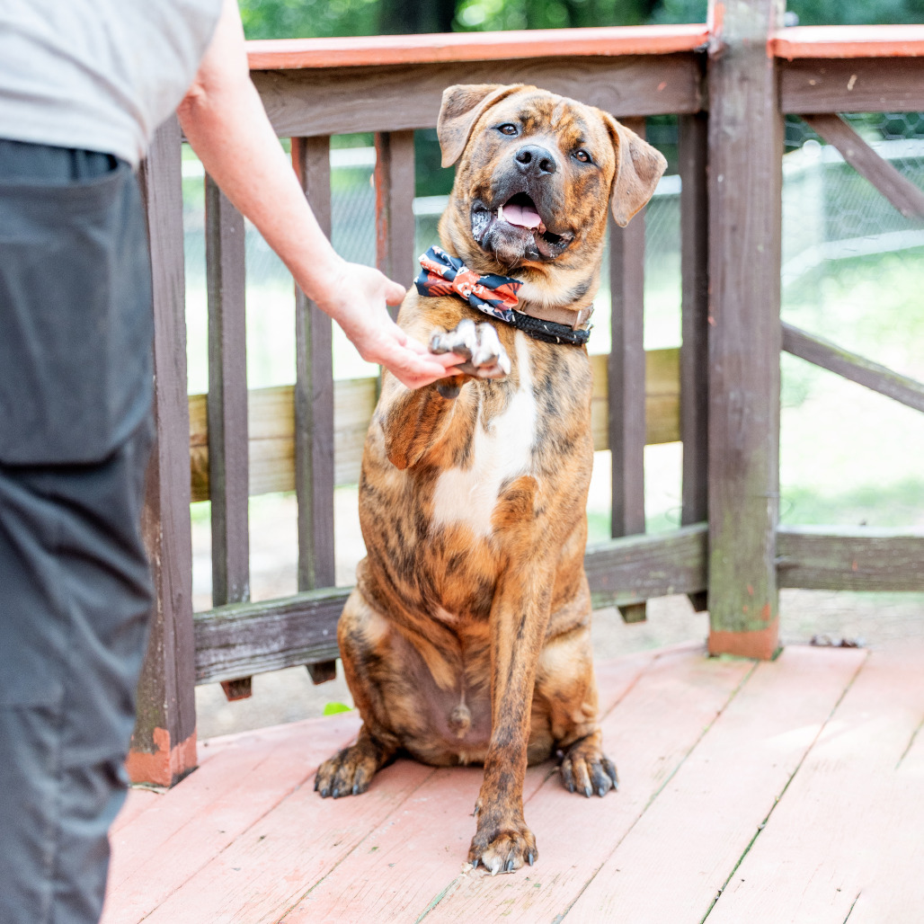 Buckeye D. Dawg — thumbnail 5