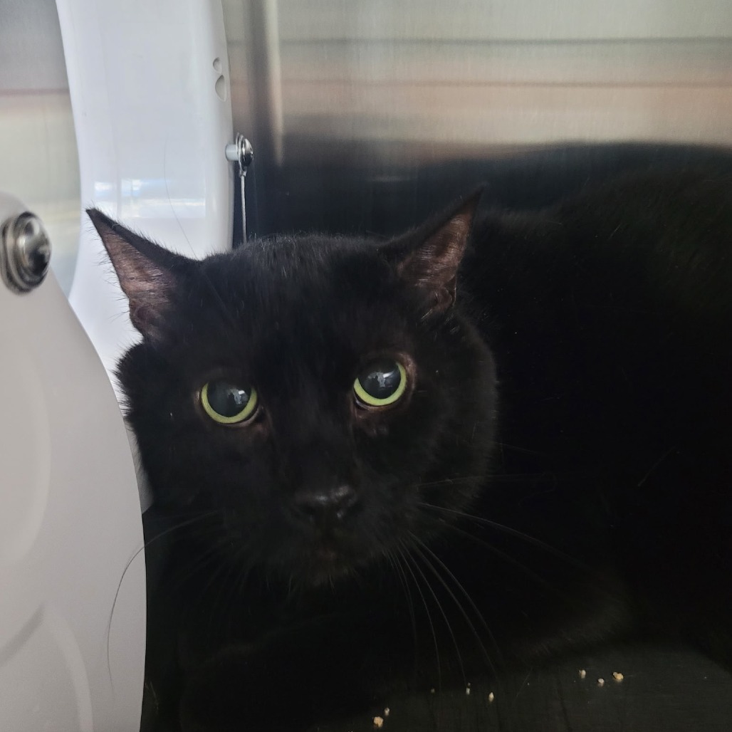 SYLVESTER - Domestic Shorthair available for adoption