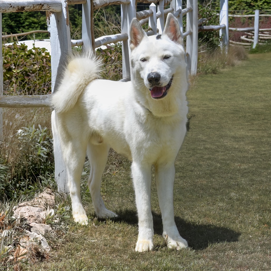 Photo of Kodah