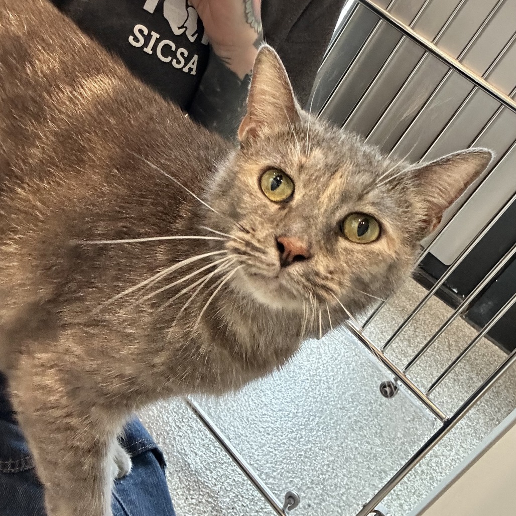 GREY SEAL - Domestic Shorthair available for adoption