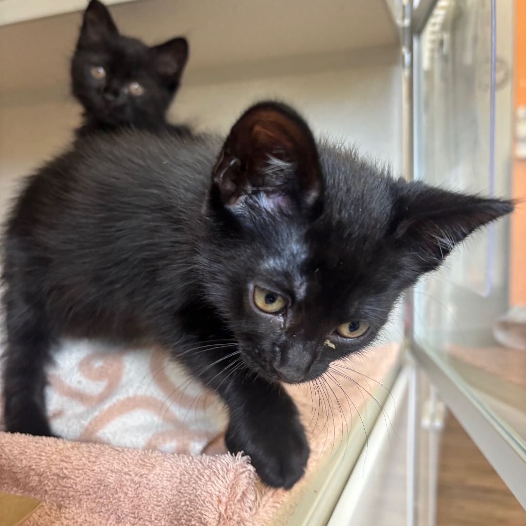 Crunchie (green collar) - Domestic Shorthair