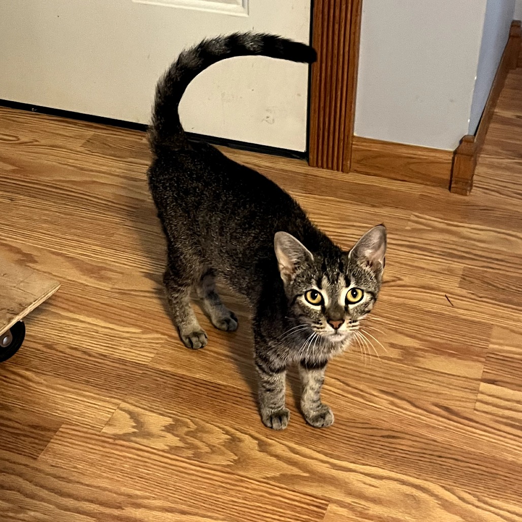 Pam, an adoptable cat
