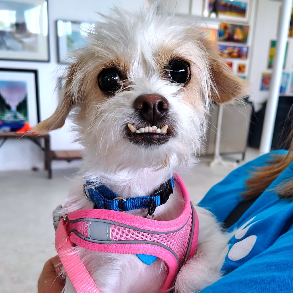 Another portrait of Mookie