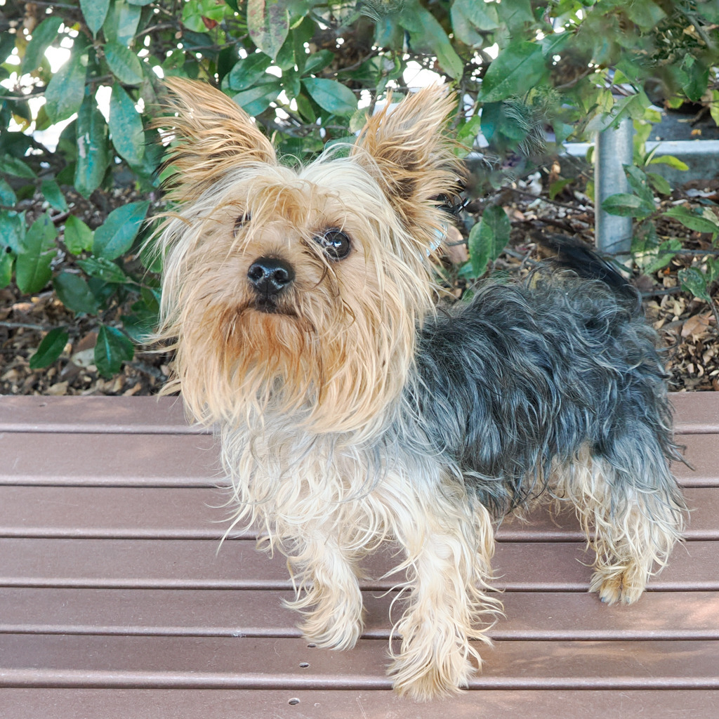 BROWNIE, photo 4