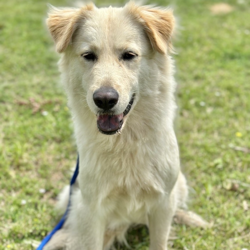 Elle is available for adoption at Let Love Live Rescue & Sanctuary
