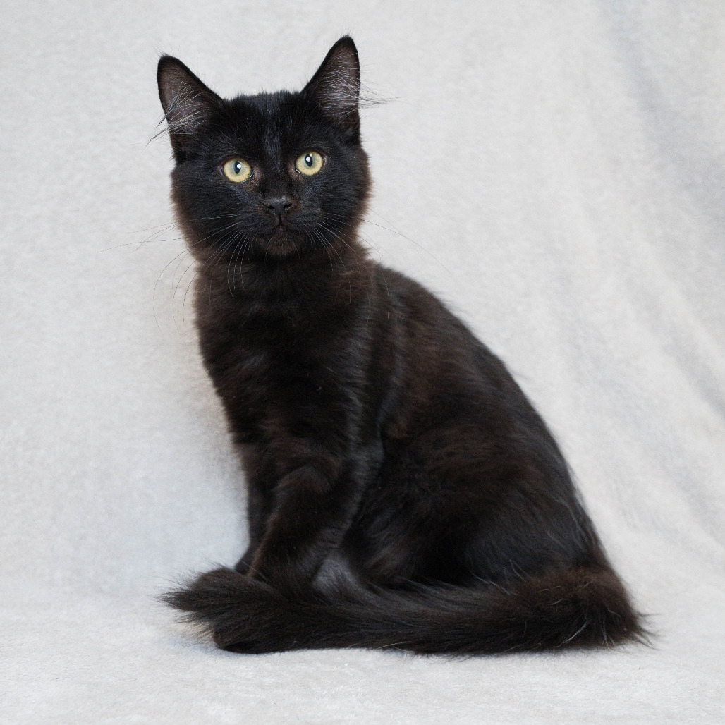 PANTHRO - Domestic Medium Hair for adoption in Sunnyvale