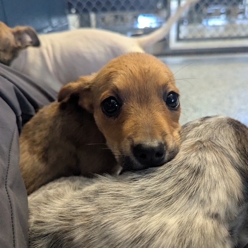 AUNT FRANCES - Mixed Breed (Small) available for adoption