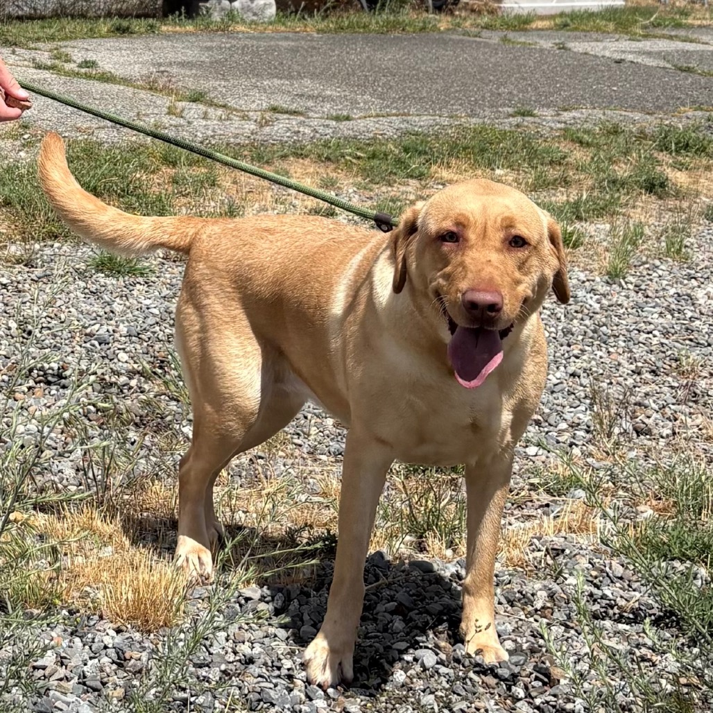 Labrador Retriever
