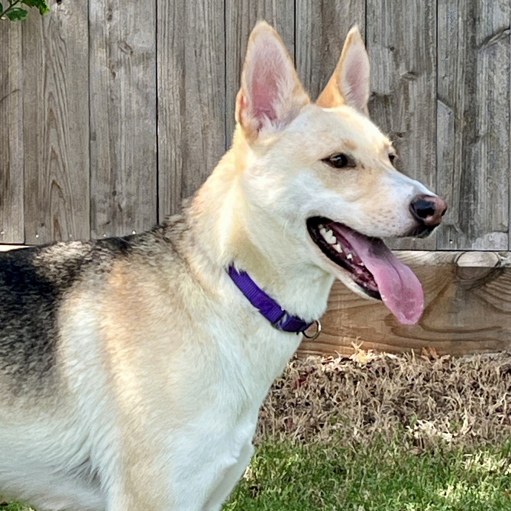 CRACKERS - Shepherd available for adoption