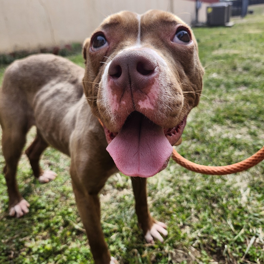 Kaspian — thumbnail 2