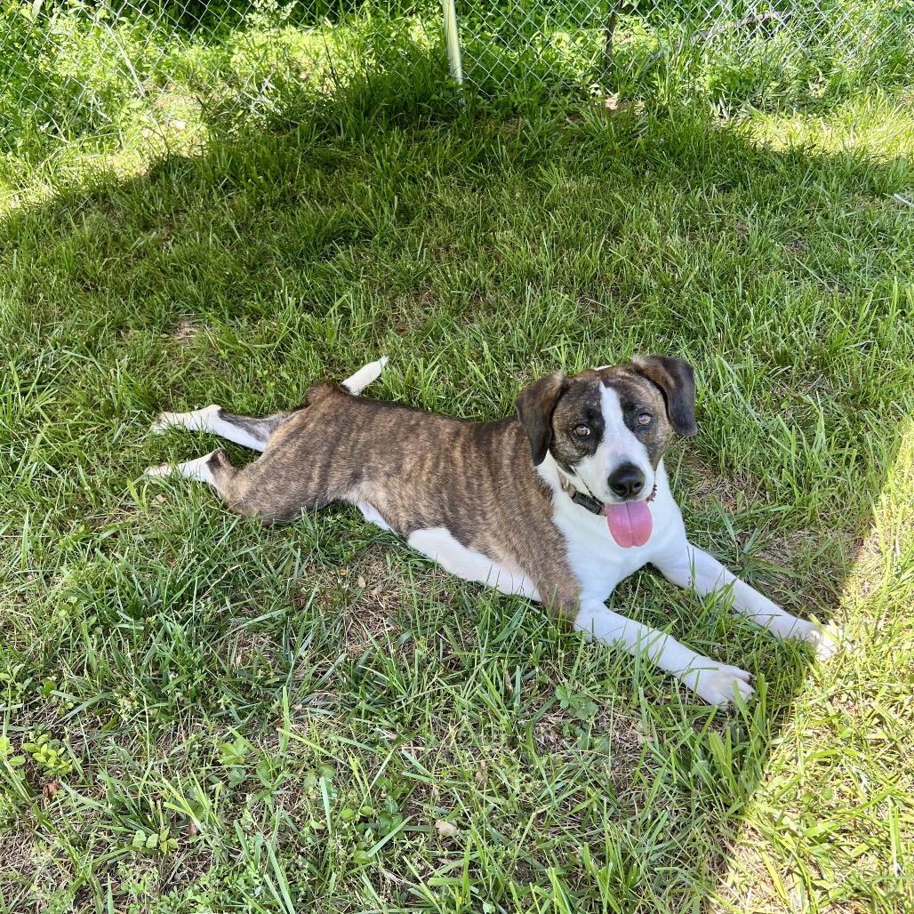 Izzy, photo 13