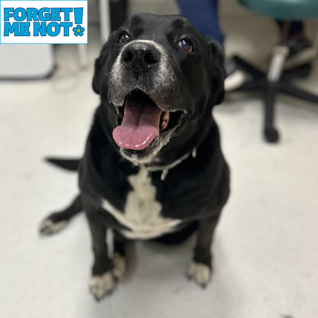 Bailey Jean, adoptable senior Retriever, Labrador