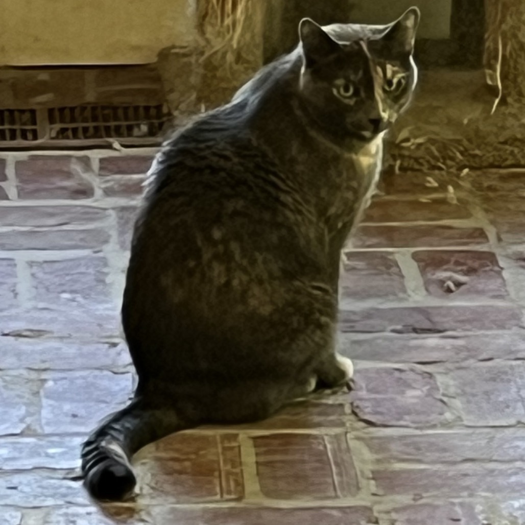 Erica, photo 3