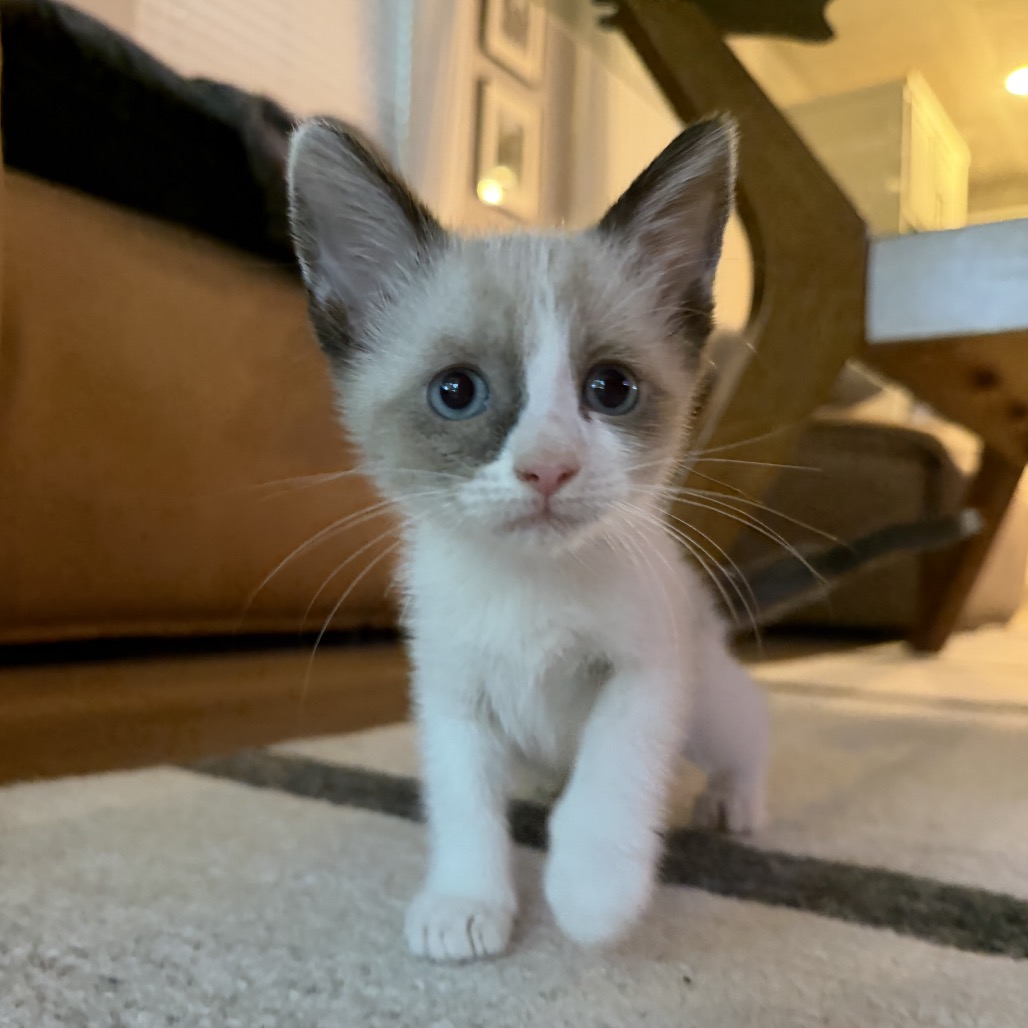CURLY - Siamese / Domestic Shorthair available for adoption