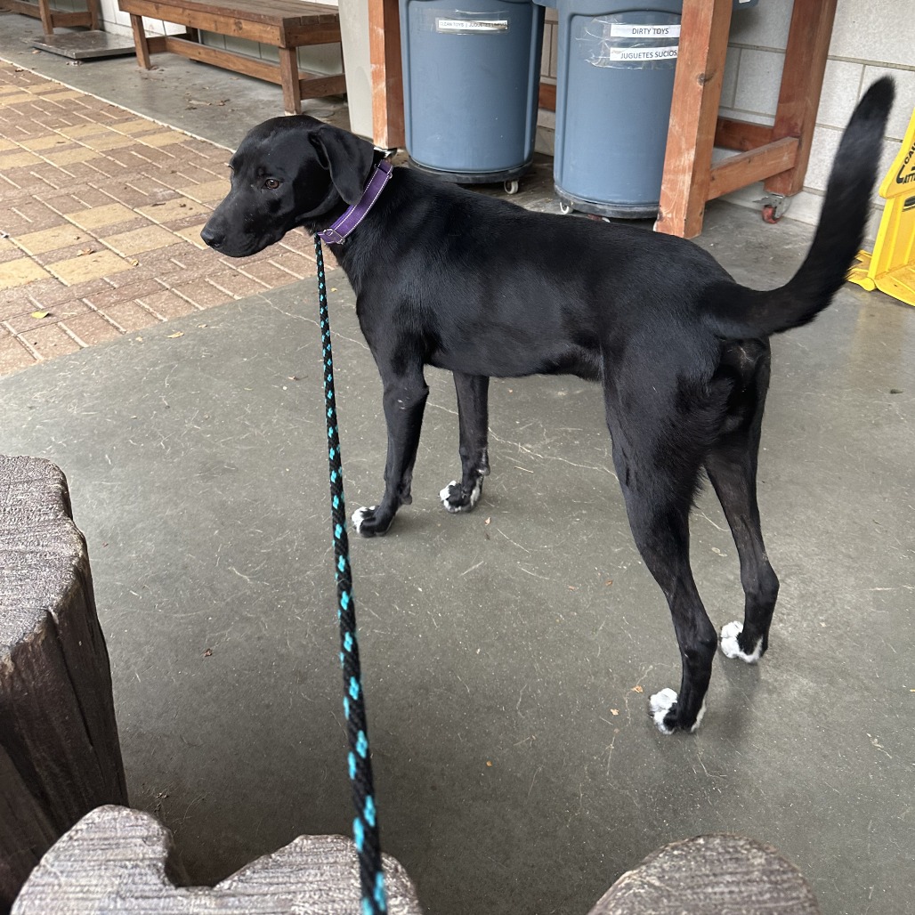 RARE BEAUTY - Retriever / Labrador available for adoption
