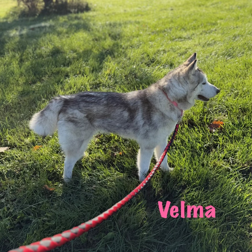 Velma, photo 12