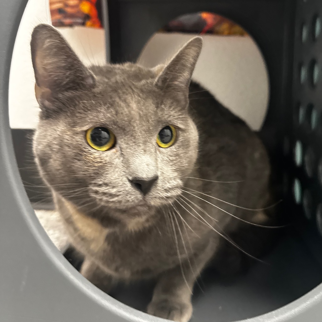 RHIANNON - Domestic Shorthair available for adoption