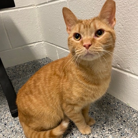 TWILIGHT - Domestic Shorthair available for adoption