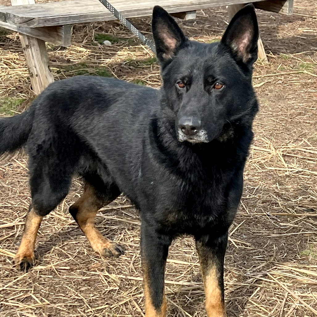 Bolt, Jr. — thumbnail 5