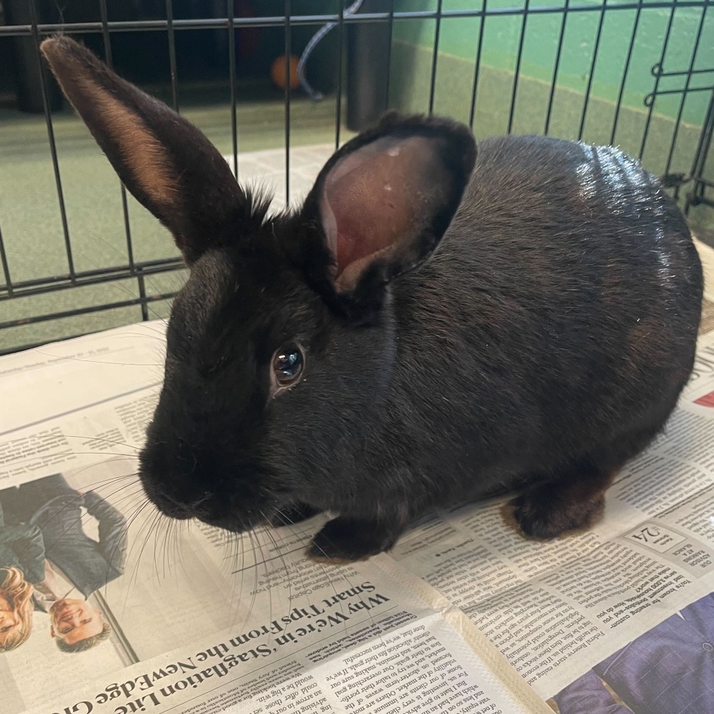 Adoptable Rabbits — Triangle Rabbits