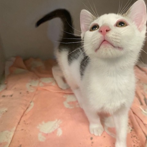 PHIL - Domestic Shorthair available for adoption