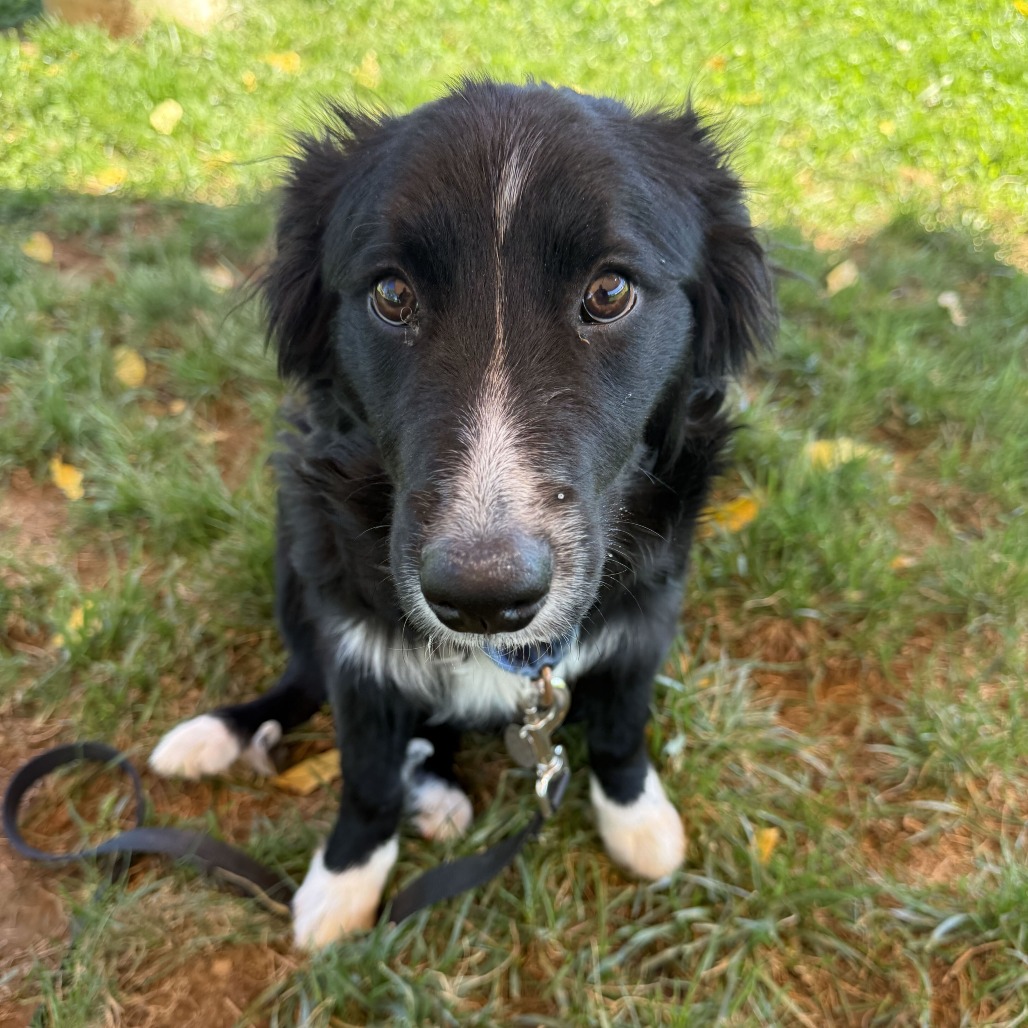 CHOPPER - Collie / Border available for adoption