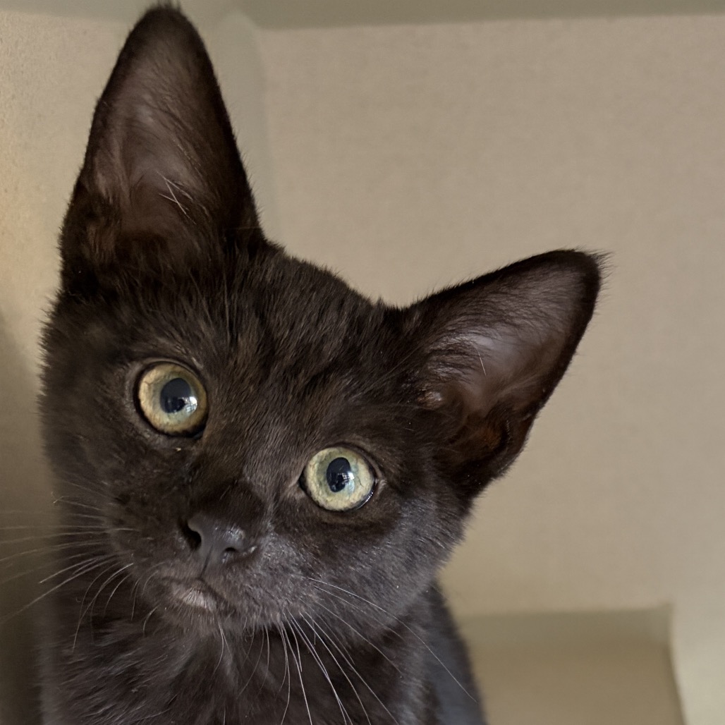 Nugget - Domestic Shorthair