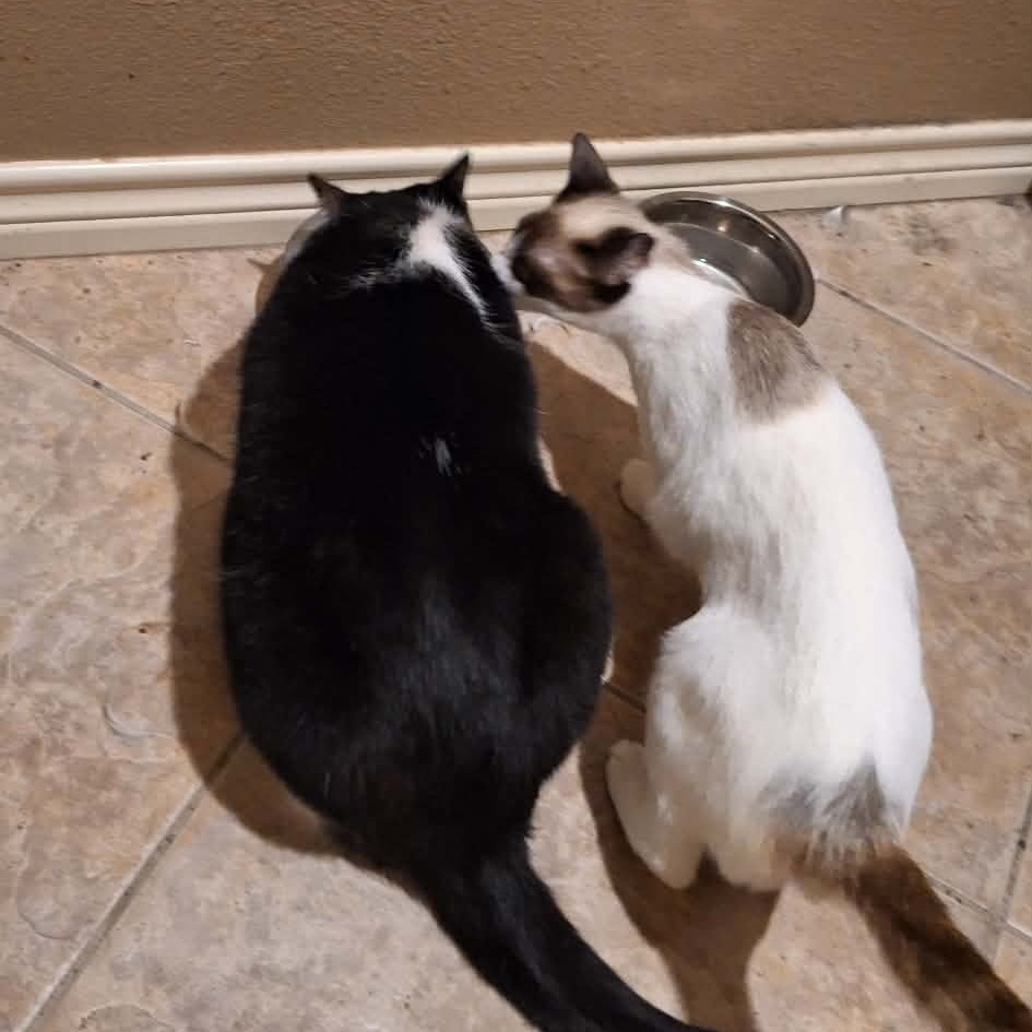 BANDIT - Siamese available for adoption