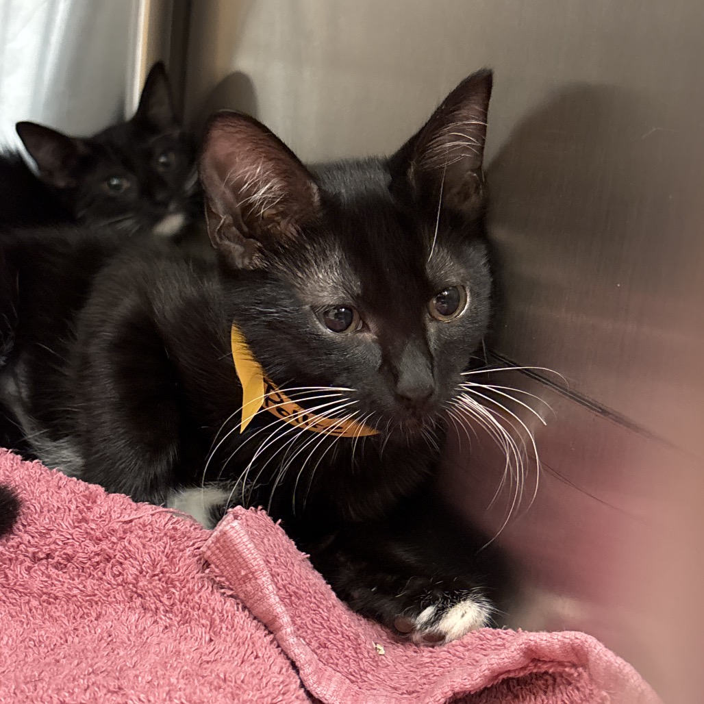POLLIE - Domestic Shorthair available for adoption