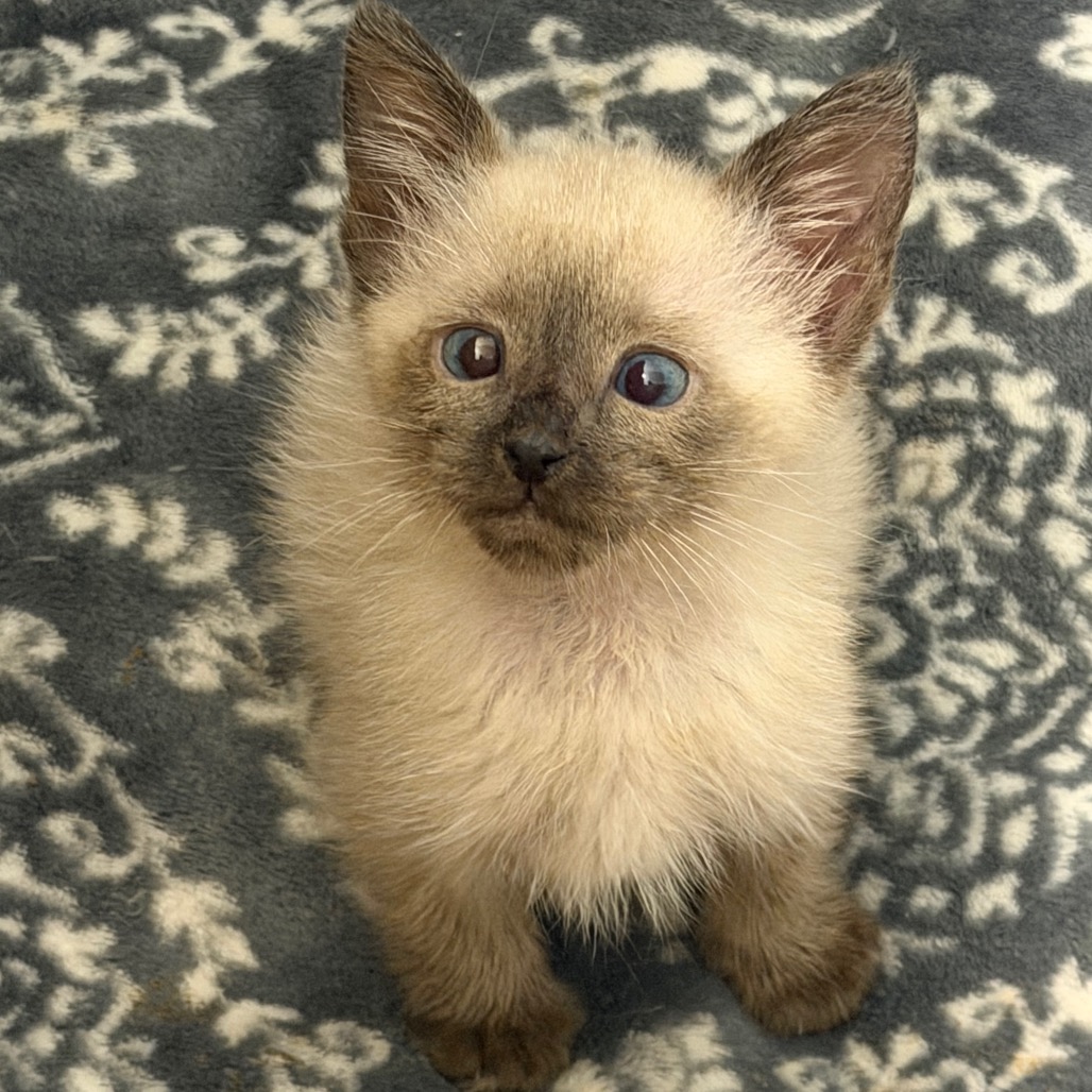Arlo