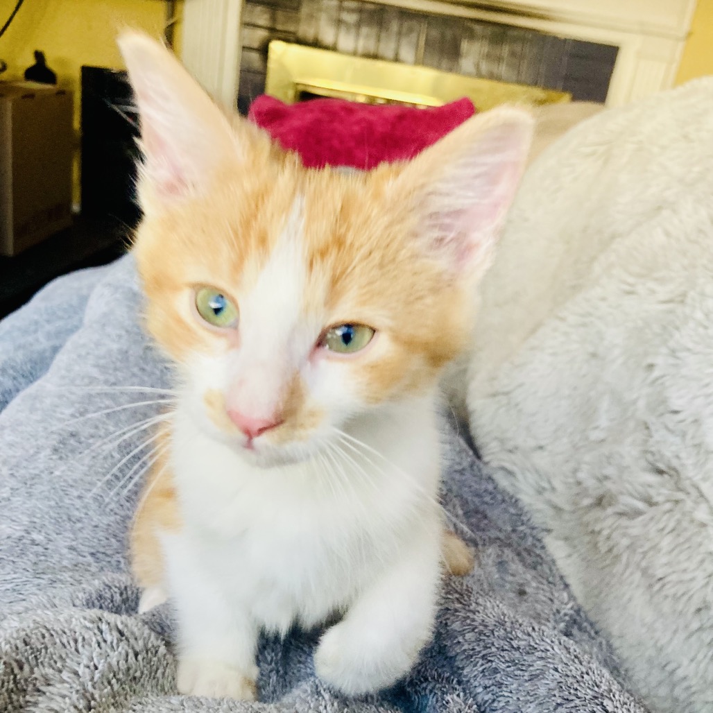 Rupert — thumbnail 4