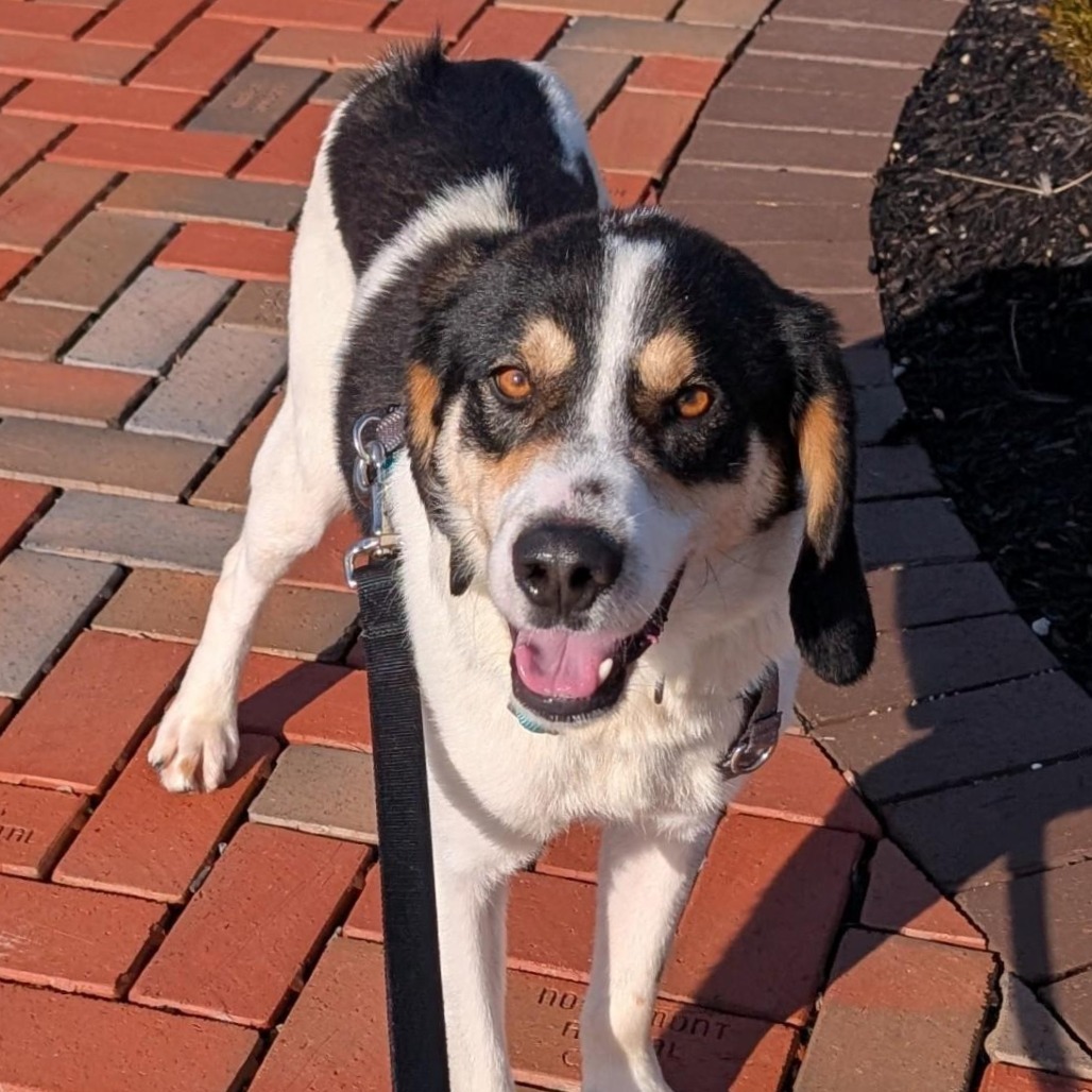 BRUCE - Hound available for adoption