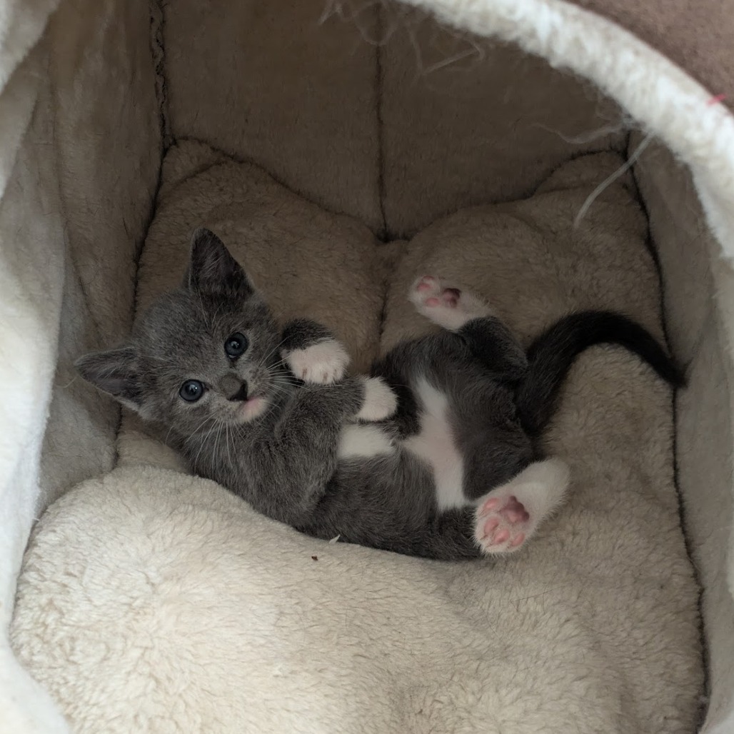 BLUEBELL - Domestic Shorthair available for adoption